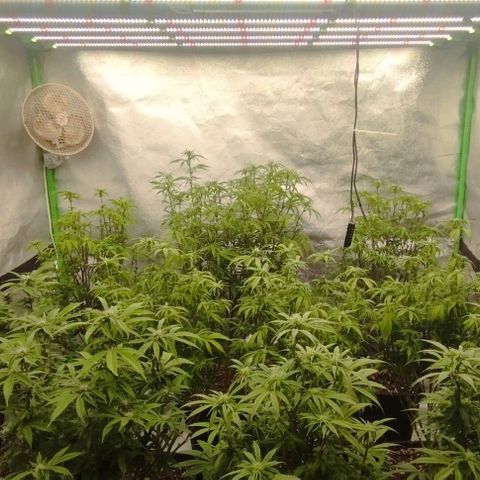 3) Samarian Sunset  #3 growlog timeline photo