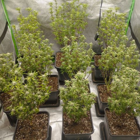 3) Samarian Sunset  #3 growlog photo: Swazzing 