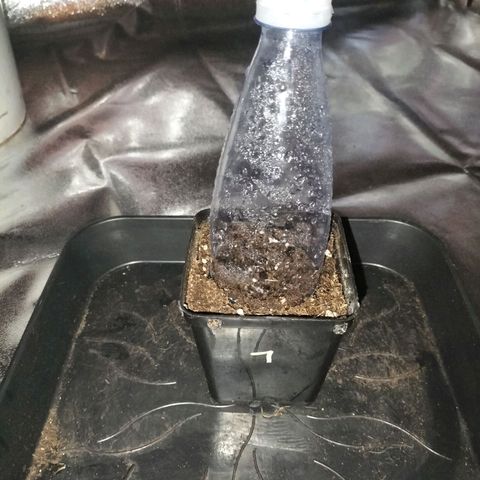 Forbidden splash growlog timeline photo