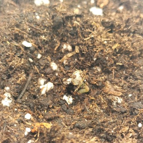 Forbidden splash growlog timeline photo