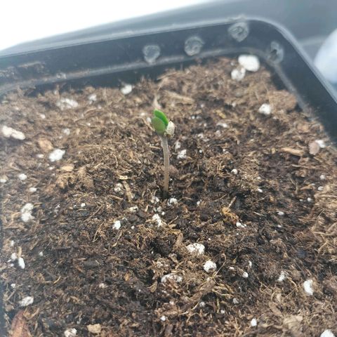 Forbidden splash growlog timeline photo