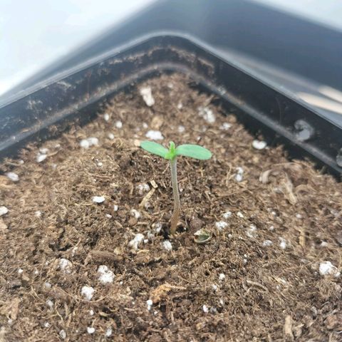 Forbidden splash growlog timeline photo
