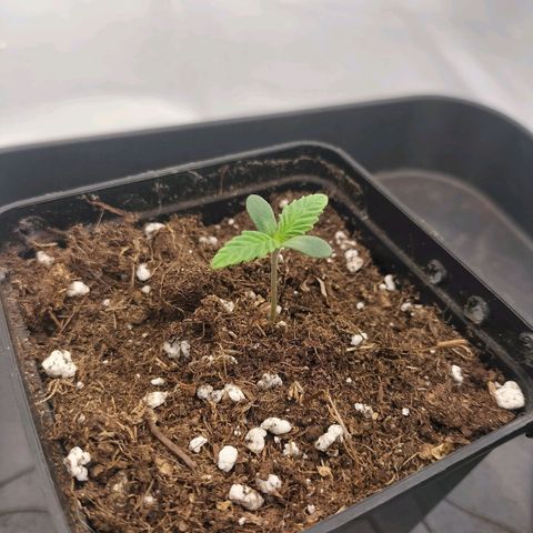 Forbidden splash growlog timeline photo