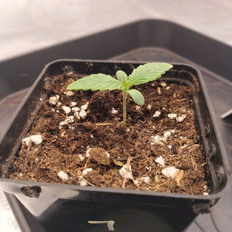 Forbidden splash growlog timeline photo