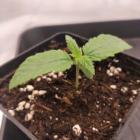 Forbidden splash growlog timeline photo