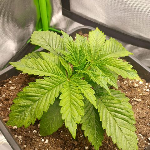 Forbidden splash growlog timeline photo