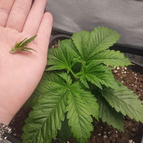 Forbidden splash growlog timeline photo