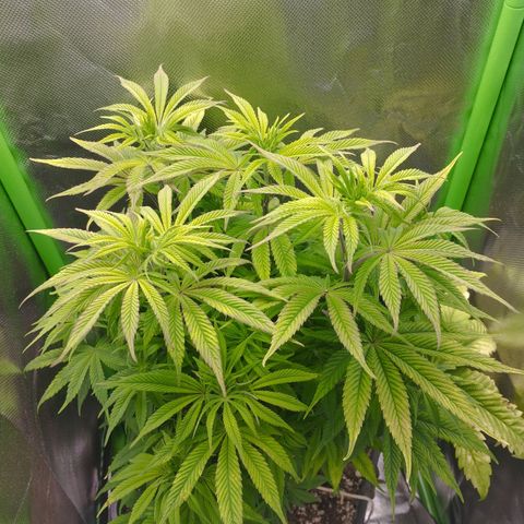 Forbidden splash growlog timeline photo