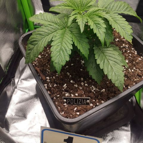 Forbidden splash growlog timeline photo