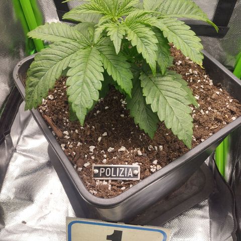 Forbidden splash growlog timeline photo