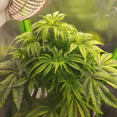 Forbidden splash growlog timeline photo