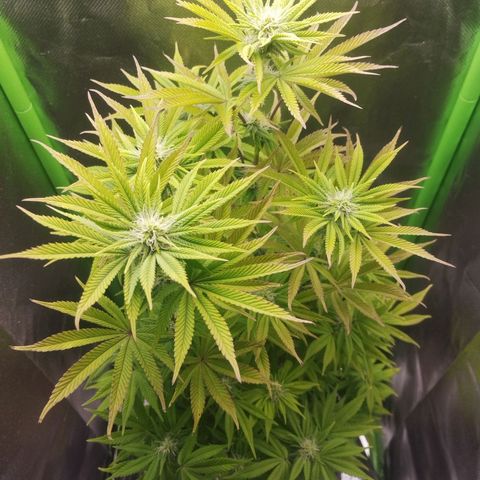 Forbidden splash growlog timeline photo
