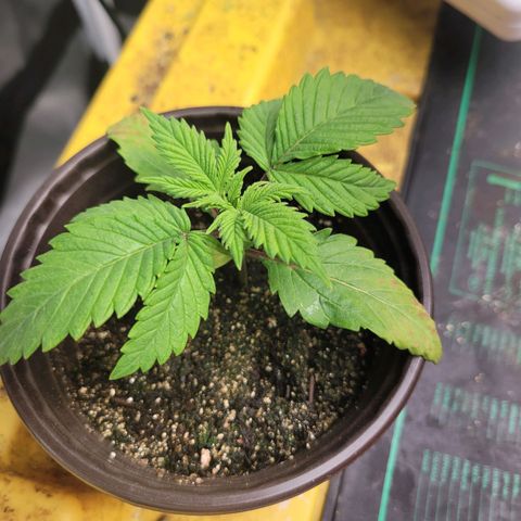 Sour diesel  growlog timeline photo