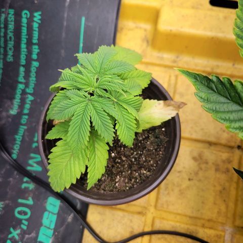 Sour diesel  growlog timeline photo