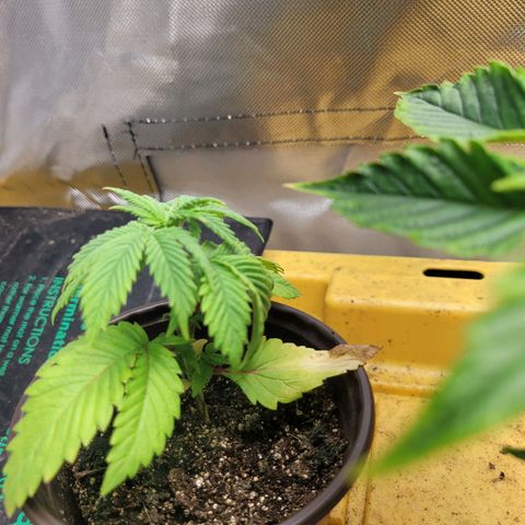 Sour diesel  growlog timeline photo