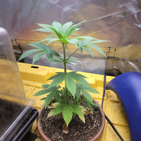 Sour diesel  growlog timeline photo