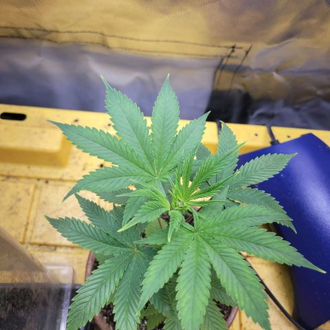 Sour diesel  growlog timeline photo