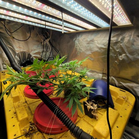 Sour diesel  growlog timeline photo