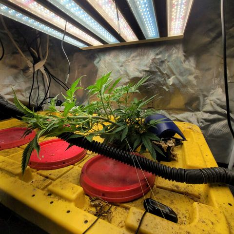 Sour diesel  growlog timeline photo
