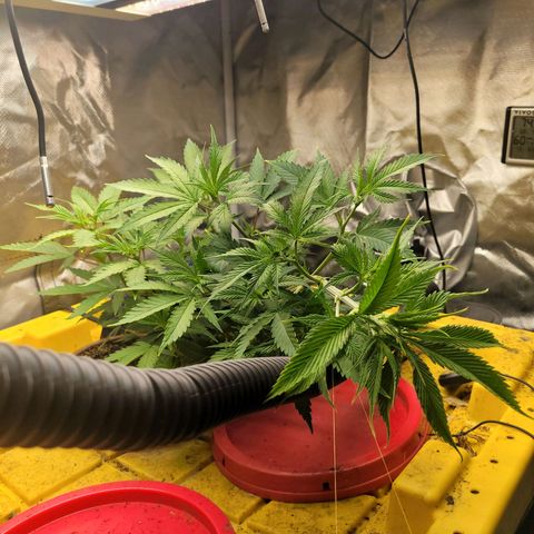 Sour diesel  growlog timeline photo