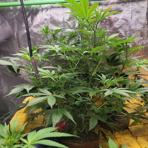 Sour diesel  growlog timeline photo