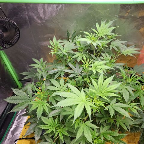 Sour diesel  growlog timeline photo