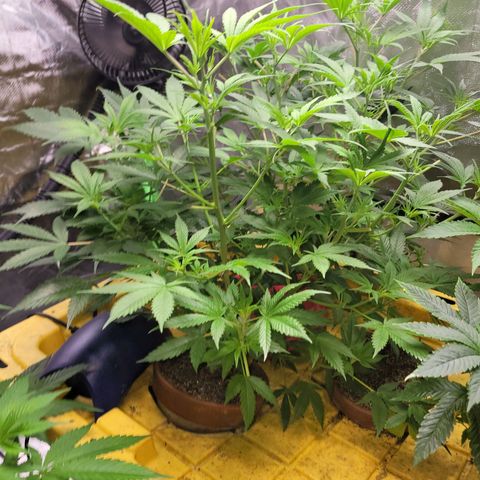 Sour diesel  growlog timeline photo