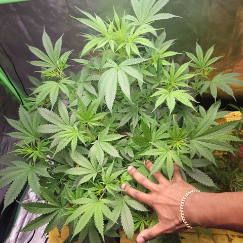 Sour diesel  growlog timeline photo