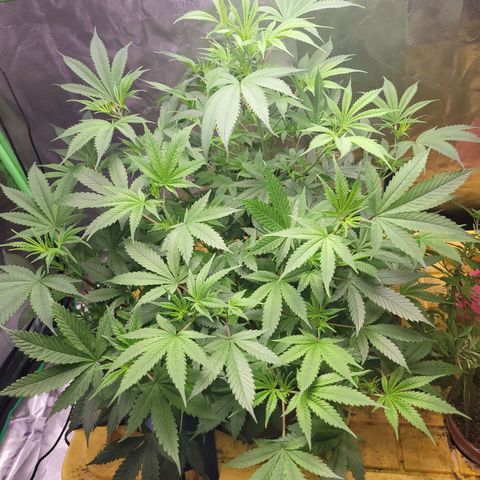 Sour diesel  growlog timeline photo