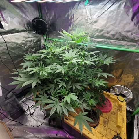 Sour diesel  growlog timeline photo
