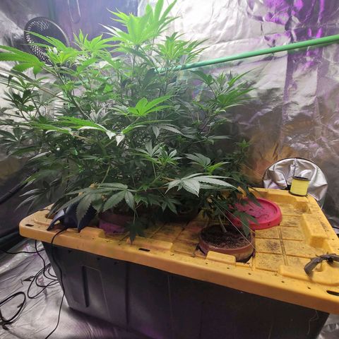 Sour diesel  growlog timeline photo