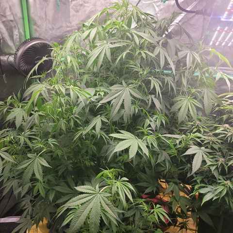Sour diesel  growlog timeline photo