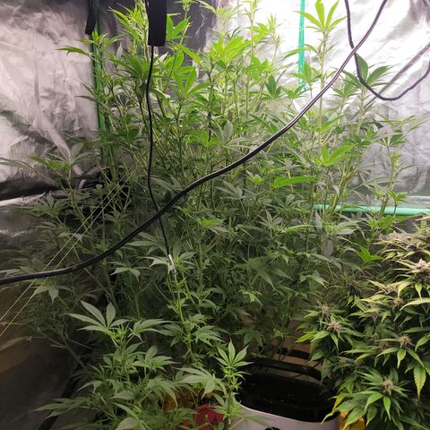 Sour diesel  growlog timeline photo