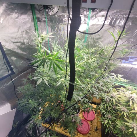 Sour diesel  growlog timeline photo