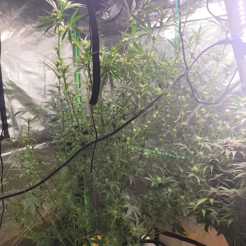 Sour diesel  growlog timeline photo