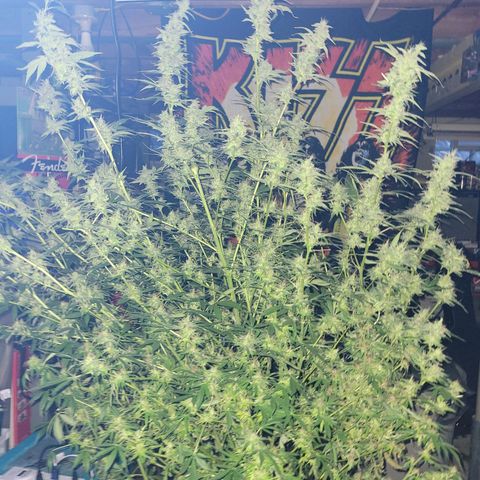 Sour diesel  growlog timeline photo