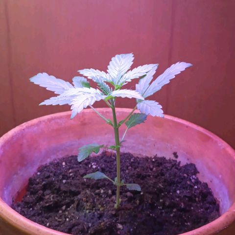 Shiva II growlog timeline photo