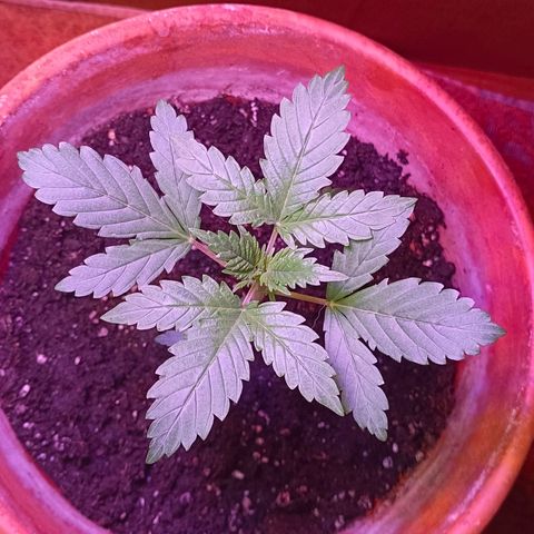 Shiva II growlog timeline photo