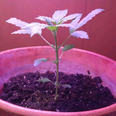 Shiva II growlog timeline photo