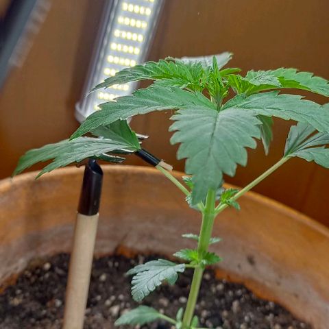 Shiva II growlog photo: Spezzata una foglia e riparata con stuzzicadente e nastro adesivo isolante + Calvastress nel piatto, sul terreno, e sulla ferita.