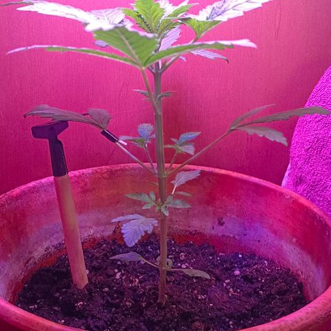 Shiva II growlog timeline photo
