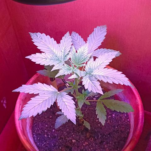 Shiva II growlog timeline photo