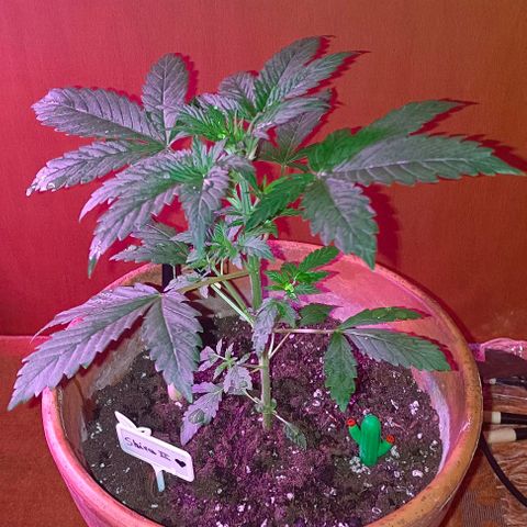 Shiva II growlog timeline photo