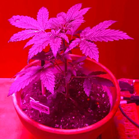 Shiva II growlog timeline photo