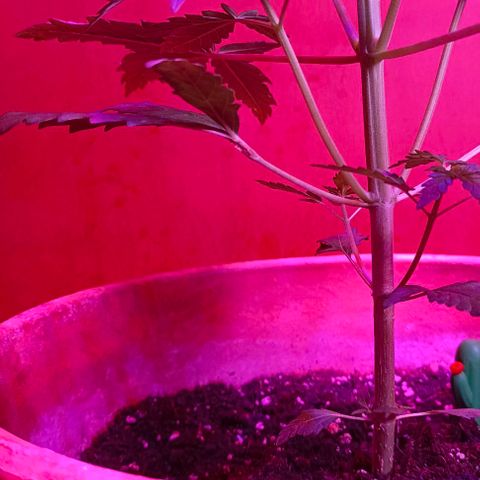Shiva II growlog photo: Ieri ho rimosso il nastro e lo stuzzicadente, e questo è il risultato.