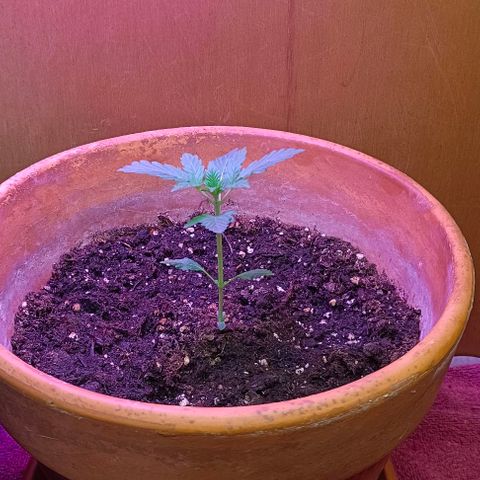 Shiva II growlog timeline photo