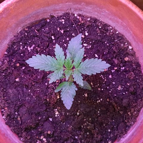 Shiva II growlog timeline photo
