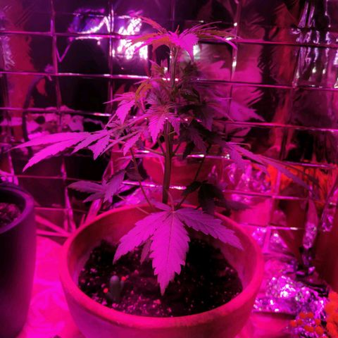 Shiva II growlog photo: Potatura