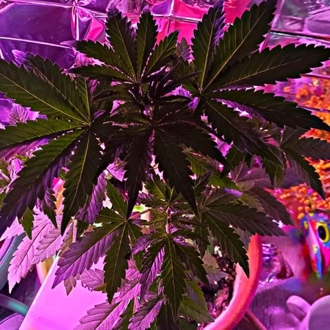 Shiva II growlog timeline photo