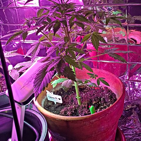 Shiva II growlog timeline photo